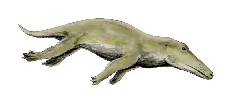 Ambulocetus_BW