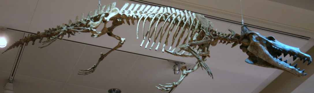 Maiacetus