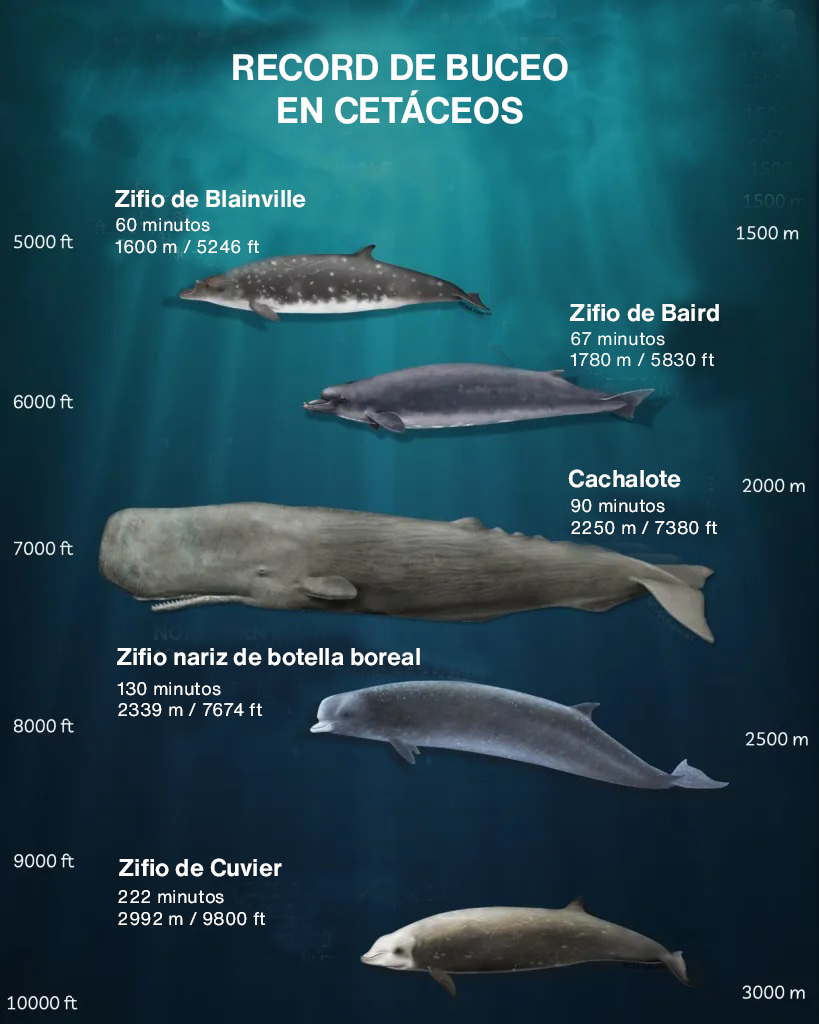ProfundidadesCetaceos