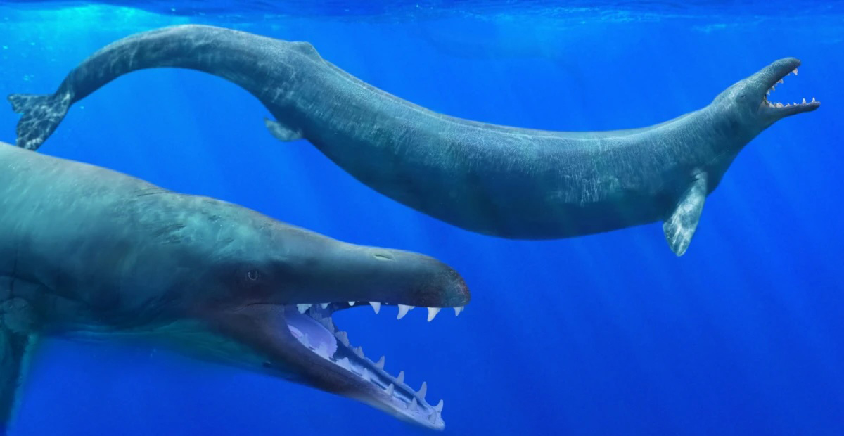 basilosaurus