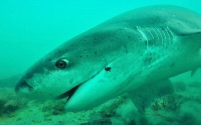 Proyecto Ley de Tiburones