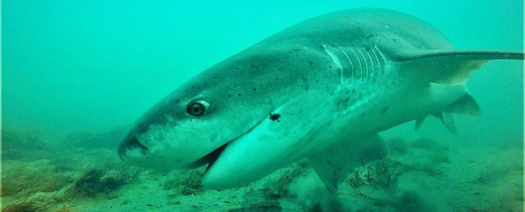Proyecto Ley de Tiburones